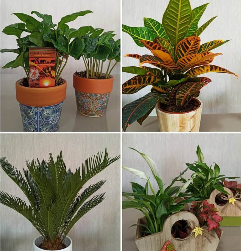 venta de plantas en utiel venta de plantas en utiel